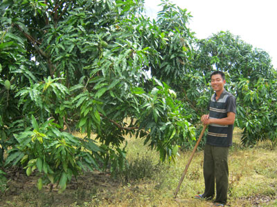 Lập nghiệp từ xoài