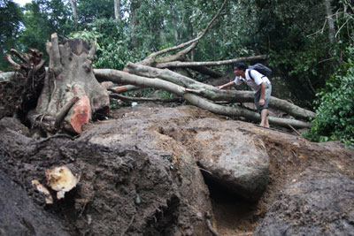 Hàng trăm người đổ xô vào rừng tìm kỳ nam
