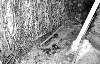 Cũng tại cái “sổ đỏ”