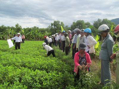 Năng suất cao hơn vụ chính