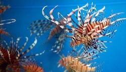 Điều chỉnh phí tham quan Bảo tàng Hải dương học