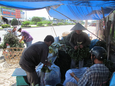 Nông dân thu hoạch rộ cau tươi