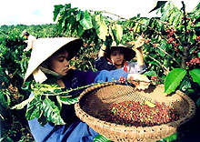 Cà phê Việt Nam vươn lên đứng đầu thế giới