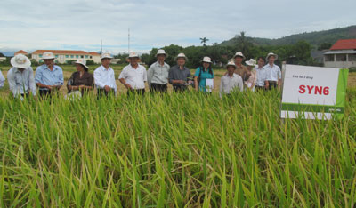 Syn 6 - Giống lúa lai nhiều ưu thế