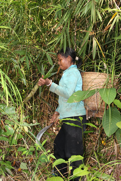 Chị Cà Dơi hái những búp măng trong rừng Gia Le.