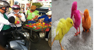 Người dân hiếu kỳ đến mua gà nhuộm màu tại một điểm bày bán công khai trên đường 2 - 4 (trái) và ảnh màu lông gà biến đổi sau vài ngày nuôi (phải).