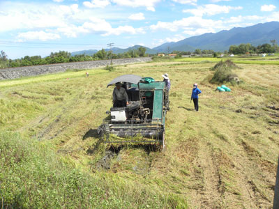 Nông dân Ninh Quang thu hoạch lúa Đông Xuân.