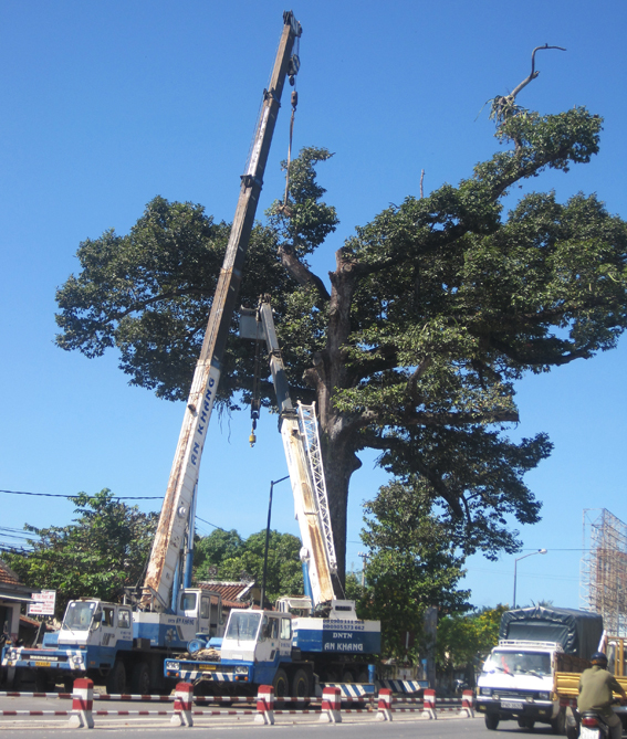 Tỉa cành cây Dầu Đôi trước mùa mưa bão