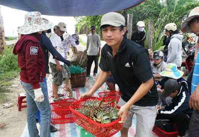 uy giá bán không cao, nhưng nhiều ngư dân vẫn xuất bán tôm.