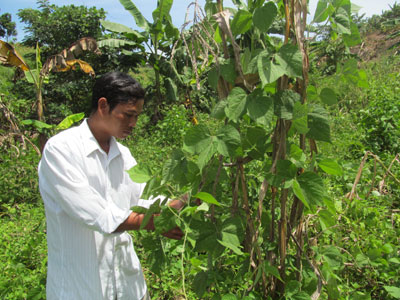 Cây đậu đỏ bị lãng quên