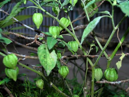 Thù lù cạnh chữa ban đỏ, thủy đậu