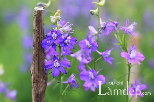 Trị mụn bằng các loại hoa