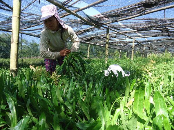 Ngò gai rớt giá, nông dân không muốn thu hoạch