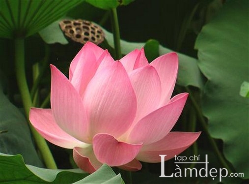 Thủ tướng đồng ý tiến hành lựa chọn Quốc hoa Việt Nam