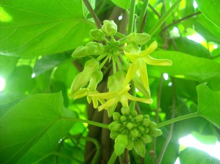 Hoa Thiên Lý chữa trĩ hữu hiệu cho mọi người