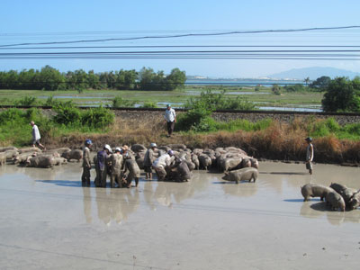 Xe chở heo bị lật