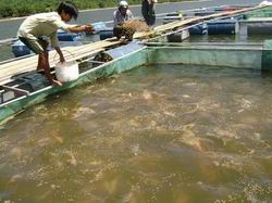 Tăng mức hỗ trợ khôi phục sản xuất do thiên tai, dịch bệnh