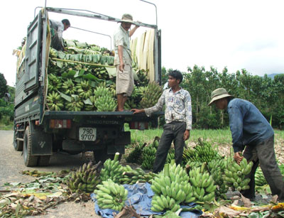 Diện tích trồng chuối giảm gần một nửa