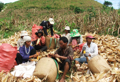 Đồng bào DTTS ở thị trấn Khánh Vĩnh thu hoạch bắp