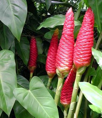 Công dụng chữa bệnh của cây Gừng Gió