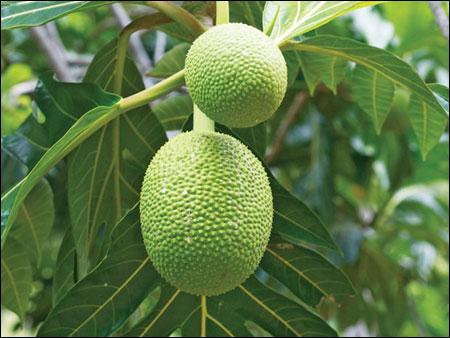 Cây Sa Kê chữa viêm gan vàng da