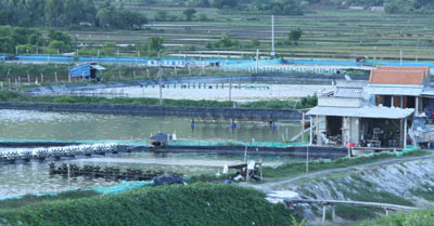 Nuôi tôm trên bạt: Nguy cơ tiềm ẩn