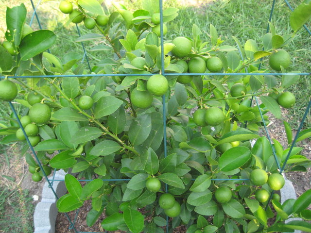 Bốn cách chữa bệnh đơn giản bằng lá chanh