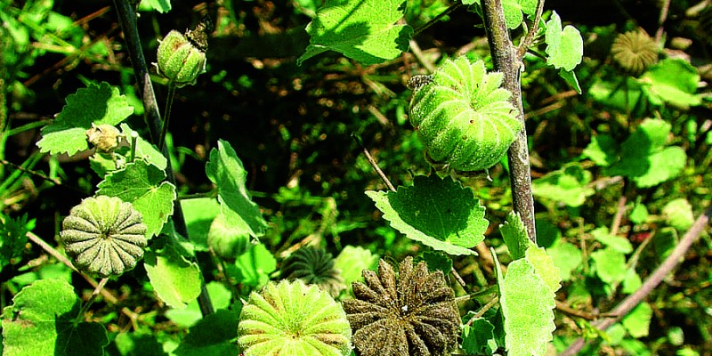 Cây cối xay chữa ù tai