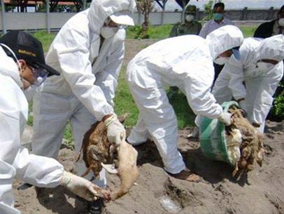 Chưa xuất hiện dịch bệnh trên gia súc, gia cầm