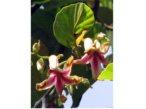 Khanh Hoa: 5 plant species at risk of extinction