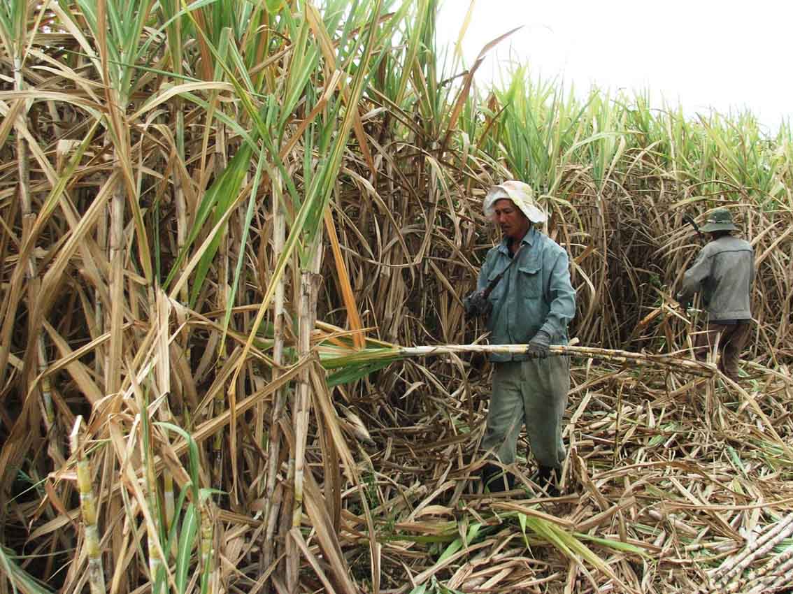 Nông dân thị xã Ninh Hòa thu hoạch mía trong niên vụ trước.