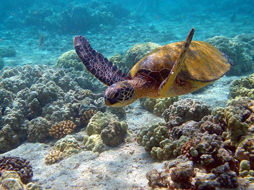 Hệ sinh thái biển Việt Nam suy thoái nghiêm trọng