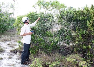 Bẫy chim trời bằng máy nhử