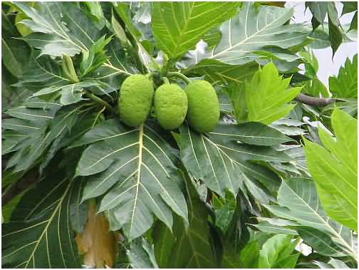 Bài thuốc nam điều trị bệnh tiểu đường