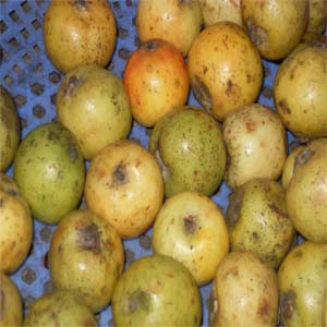 Những bài thuốc hay từ táo mèo