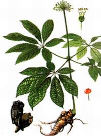 Lợi ích của củ tam thất với sức khỏe