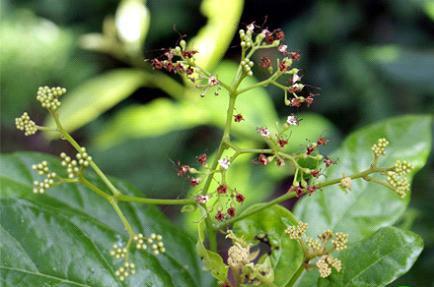 Phòng ngừa ung thư với xạ đen