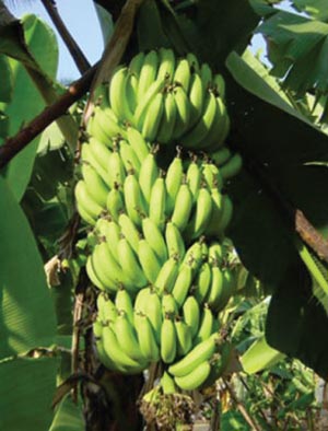 Chuối hột chữa sỏi thận