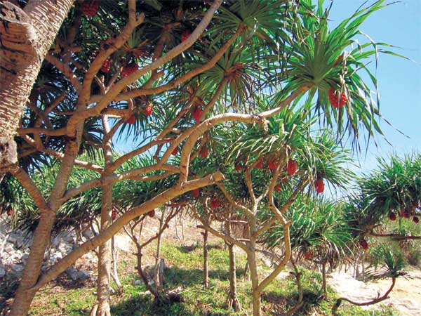 Công dụng chữa bệnh của cây dứa dại