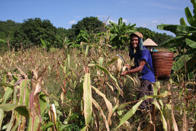 Ông Cao Ba Luôn đang cố nhặt nhạnh những gì có được qua mùa bắp thất bát.