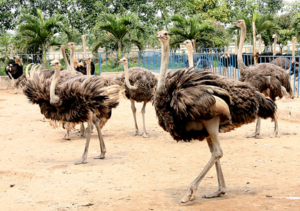Tạo mạch máu nhân tạo từ cổ đà điểu