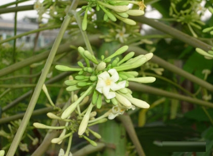 Bài thuốc nam trị ho cho trẻ dưới 1 tuổi