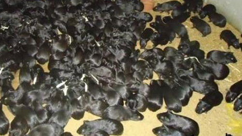 Tăng cường kiểm soát việc nuôi chồn nhung đen