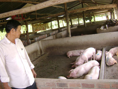 Người chăn nuôi đang hy vọng sản phẩm bán được giá dịp cuối năm.