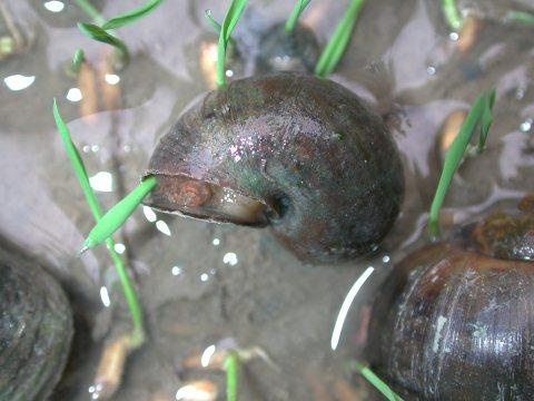 Diệt trừ 3 loài ngoại lai xâm hại nghiêm trọng