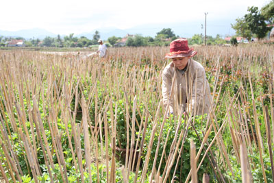 Năm nay, gia đình bà Võ Thị Thu Màu phải thuê đất ruộng để đặt chậu hoa.