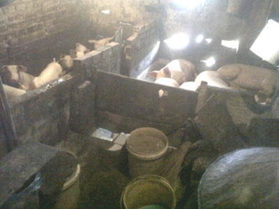 Kiên quyết xử lý cơ sở nuôi heo gây ô nhiễm môi trường