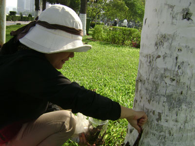 Phóng thích 2.000 bọ đuôi kìm tại công viên bờ biển Nha Trang