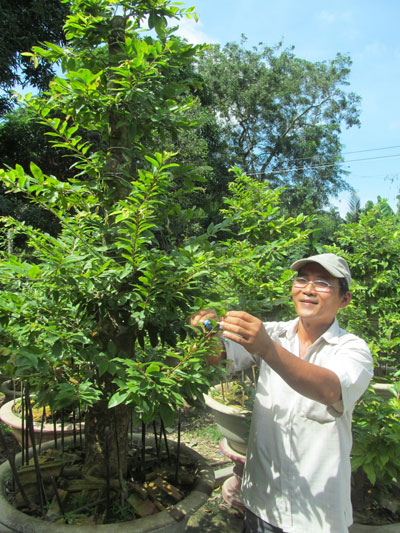  Nhờ đam mê, ông Ánh trở thành người chuyên ghép mai. (4536)