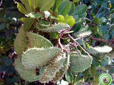 Hàng chục loài động, thực vật cần được bảo tồn nguồn gen